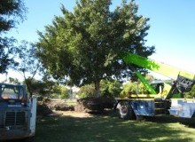 Kwikfynd Tree Management Services
chinchilla