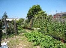 Kwikfynd Vegetable Gardens
chinchilla